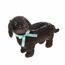 Topfständer aus Weide mit PVC - Hund