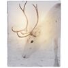 Tablou LED Animal and snow White Reindeer, 20 x 25 cm