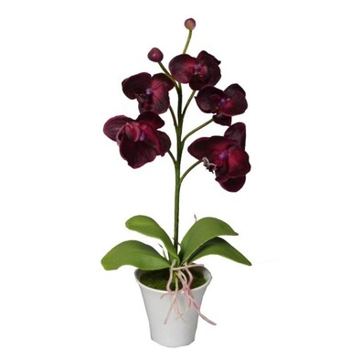 Umělá Orchidej v květináči tmavě červená, 35 cm