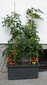 Ящик для квітів з автополивом Berberis DUO, теракота
