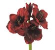 Umelá kvetina Amarilis tmavo červená