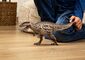 Schleich 15048 prehistorické zvieratko - Carcharodontosaurus
