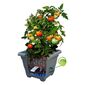 Jardinieră cu auto-irigare Plastia Bergamot 40 x 40 cm, maro