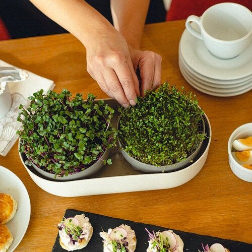 Plastia Velká farma Microgreens+Regrow, slonovinas kavno usedlino