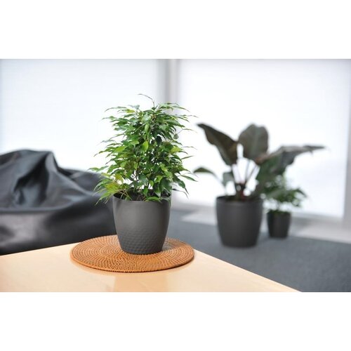 Plastia Plastična posoda za cvet Perla 16 cm,biserno bela