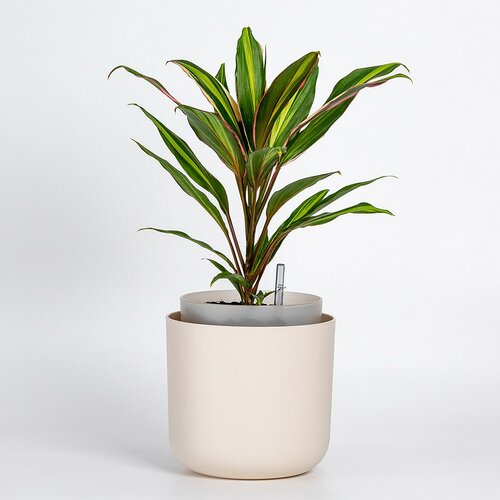 Plastia Samozavlažovací kvetináč Tolita béžová, pr. 16 cm
