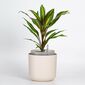 Plastia Selbstbewässernder Pflanzkübel Tolita  beige, D. 16 cm