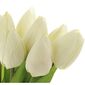 Krémszínű tulipánok, 7 virággal, 35 cm