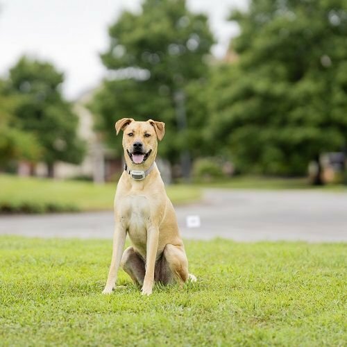 PetSafe® Electric Dog Fence Classic