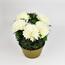 Decorațiune cu crizanteme pentru Ziua Morților, 23 cm, albă