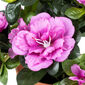 Umělá květina Azalka v květináči fialová, 21 x 10 x 10 cm