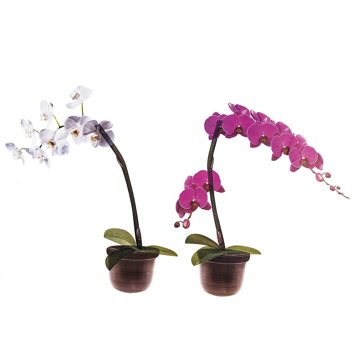 Samolepící dekorace Orchidea