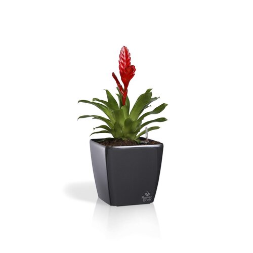 Flower Lover Pokrov za cvetlični lonček QuadratoEasy črn, 22 cm
