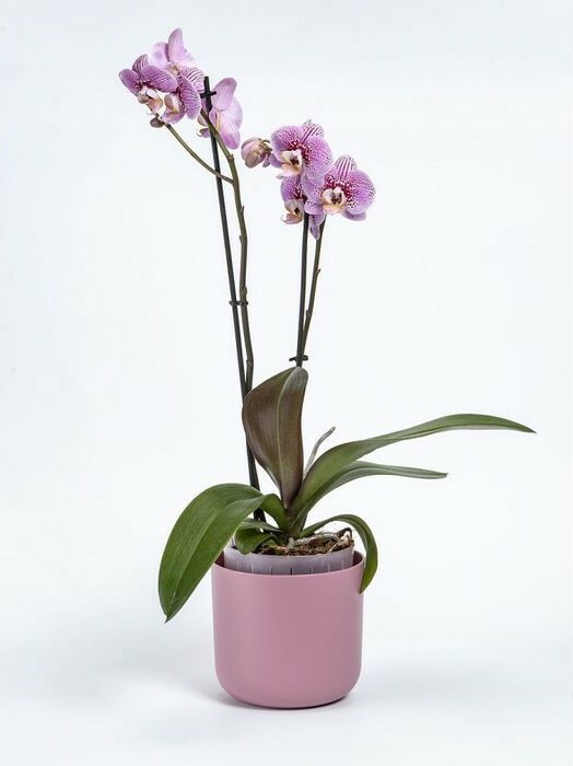 Plastia Samozavlažovací květináč Tolita Air růžová, pr. 16 cm - thumb (1)