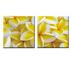 Dvojdielny obraz Yellow bloom, 60x60 cm, viacfarebná, 60 x 60 cm