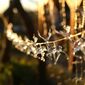 DecoKing Rénszarvas karácsonyi fénylánc meleg fehér, 10 LED