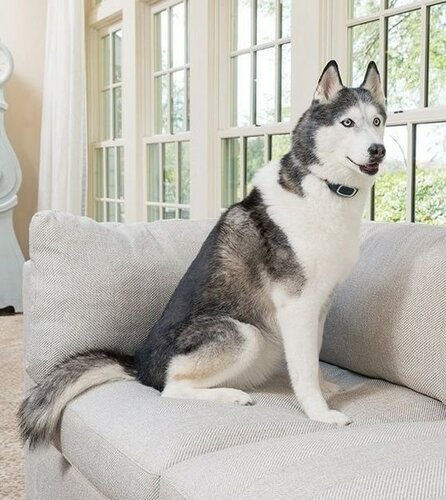 Dobíjací obojok proti štekaniu PetSafe®