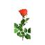 Umělá růže, červená, 69 cm