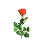 Umělá růže, červená, 69 cm