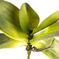 Umělý List orchideje s kořínky, 30 cm