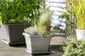 Plastia Blumentopf Begonia 60 x 60, hellgrau