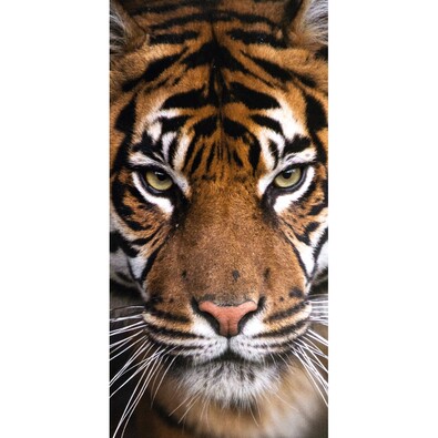 Ręcznik kąpielowy Tygr, 70 x 140 cm