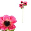 Anemone művirág, 3 virág, sötét rózsaszín , 15 x