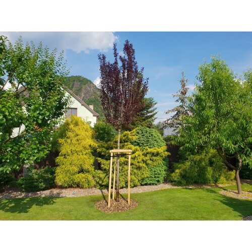 Amispol Verdeckte Gartenumrandung, 12,5 x 800 cm