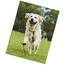 BedTex Decke Mikroplüsch Hund Golden Retriever, 150 x 200 cm
