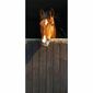 Fototapeta Horse, 210 x 95 cm