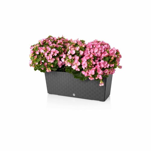 Flower Lover Selbstbewässernder Blumenkasten  Supreme Antrazit, 50 cm