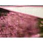 Koc Jerry Fabrics „Kotek” mikroflanela, 120 x 150 cm
