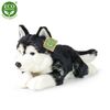 Rappa Plüss husky kutya, 36 cm ECO-FRIENDLY