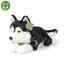 Rappa Plüss husky kutya, 36 cm ECO-FRIENDLY