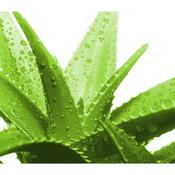 Vankúš z pamäťovej peny s Aloe vera, neprofilovaný, 60 x 40 cm