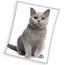 Mikroplyšová deka Britská mačka sivá, 150 x 200 cm