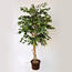 Umelý strom ficus benjamin 170 cm