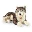 Rappa Plüsshund Husky liegend 60 cm