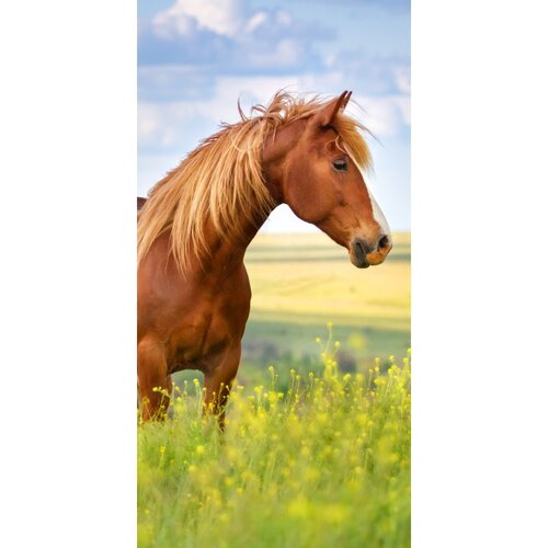 Osuška Kôň hnedák, 70 x 140 cm