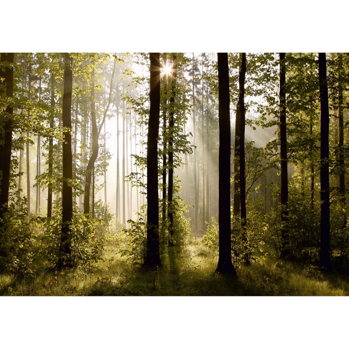Reggeli erdő XXL fotó tapéta 360 x 270 cm, 4 részből álló