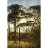 Fotó tapéta Old Trees 180 x 255 cm, 2 részek