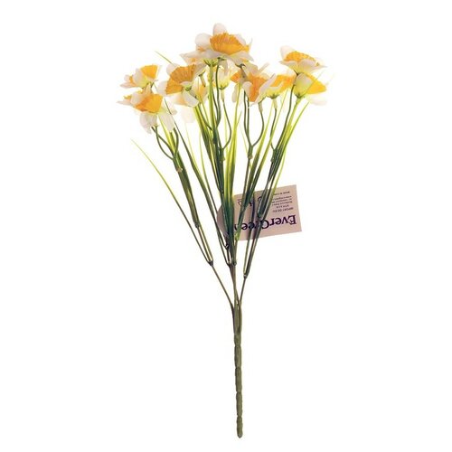 Narcis kytice s 15-ti květy, výška 32 cm