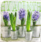 Obraz Hyacinty