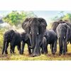 Trefl Elefanți africani puzzle, 1000 piese
