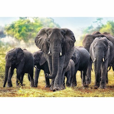 Trefl Elefanți africani puzzle, 1000 piese