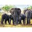Trefl Elefanți africani puzzle, 1000 piese