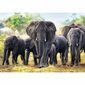 Trefl Elefanți africani puzzle, 1000 piese