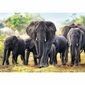 Trefl Puzzle Africké slony, 1000 dielikov