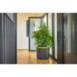 Plastia Selbstbewässernder großvolumiger Blumentopf Berberis 55, anthrazit + grün