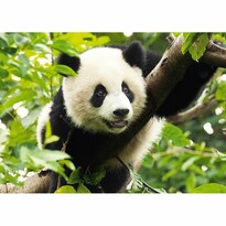 Trefl Puzzle Panda, 500 dielikov